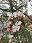 夹竹桃花 