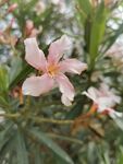 夹竹桃花 