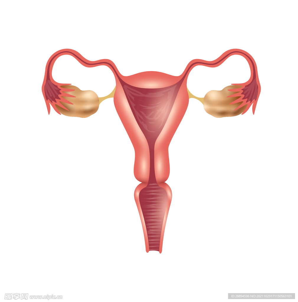 手绘女性输卵管 医疗插图