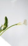 50X70厘米版画景物白色花朵