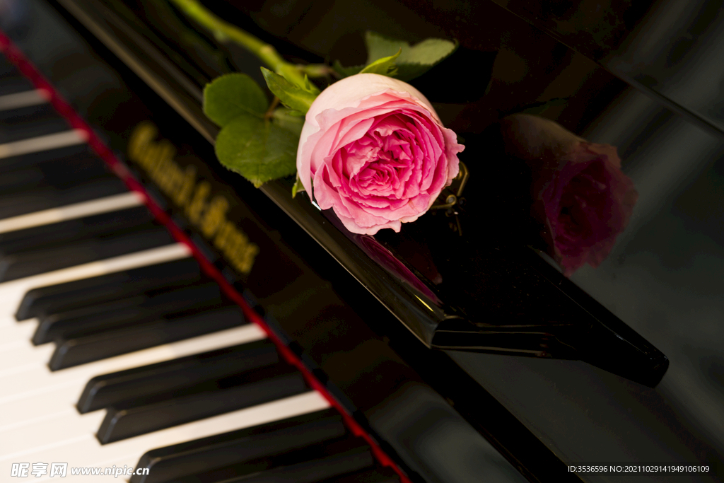 钢琴键上的玫瑰