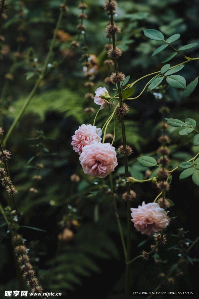 月季花