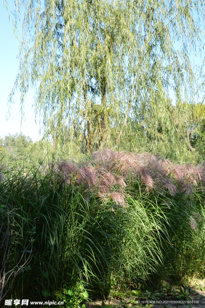 芒草风景 