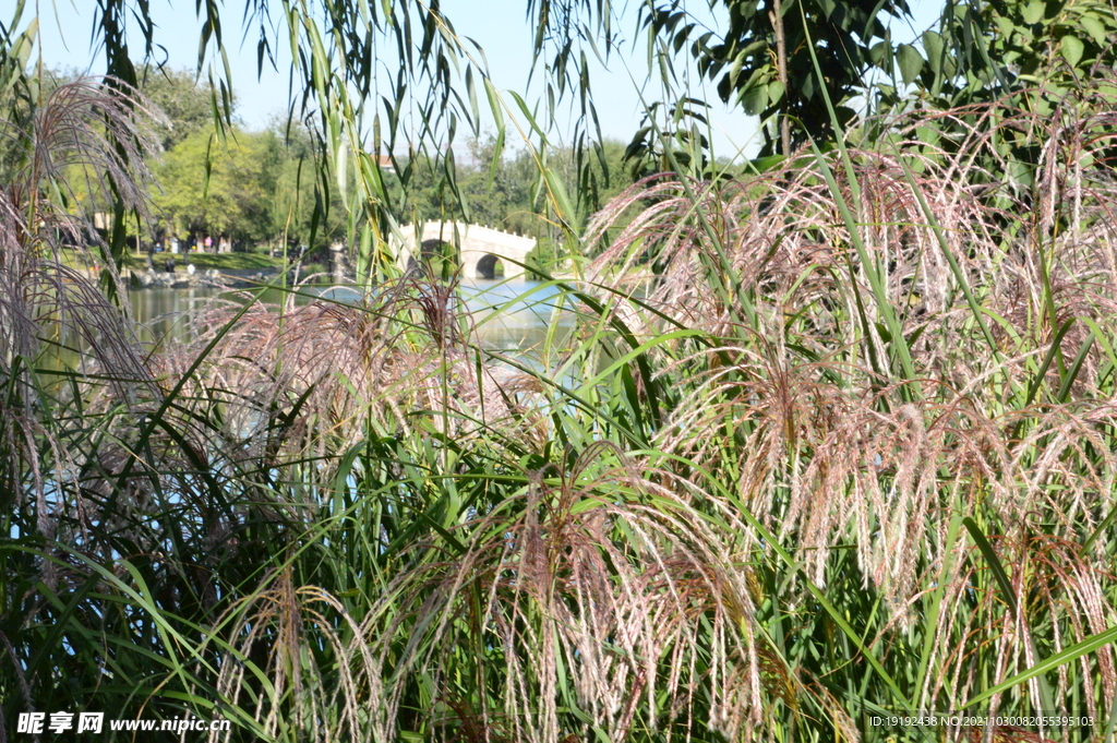 芒草风景 