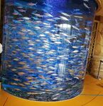 海洋馆热带鱼