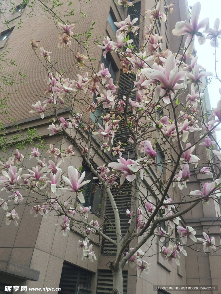 紫色玉兰花