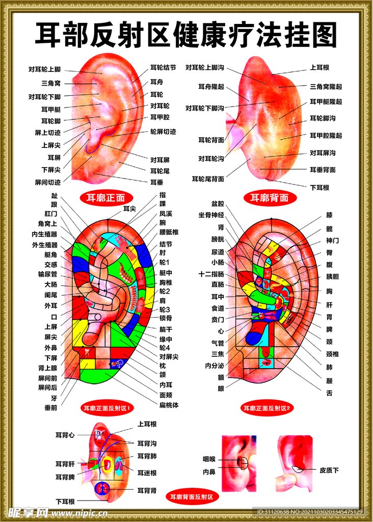 耳部反射区健康疗法挂图