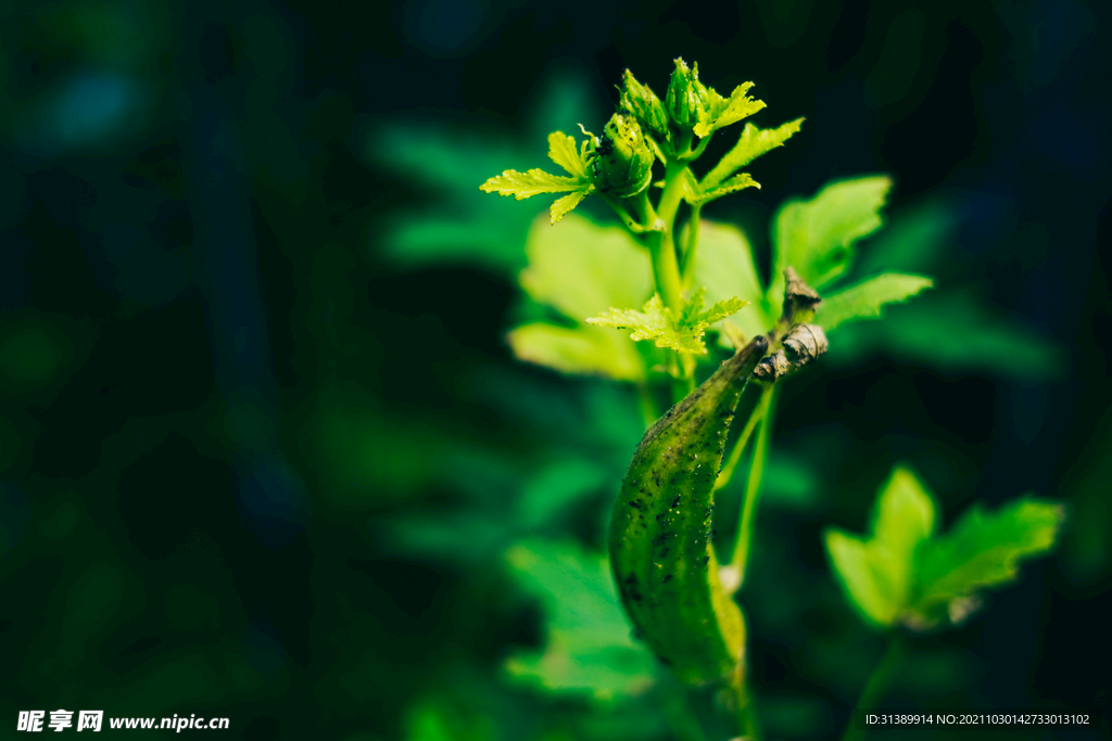 植物