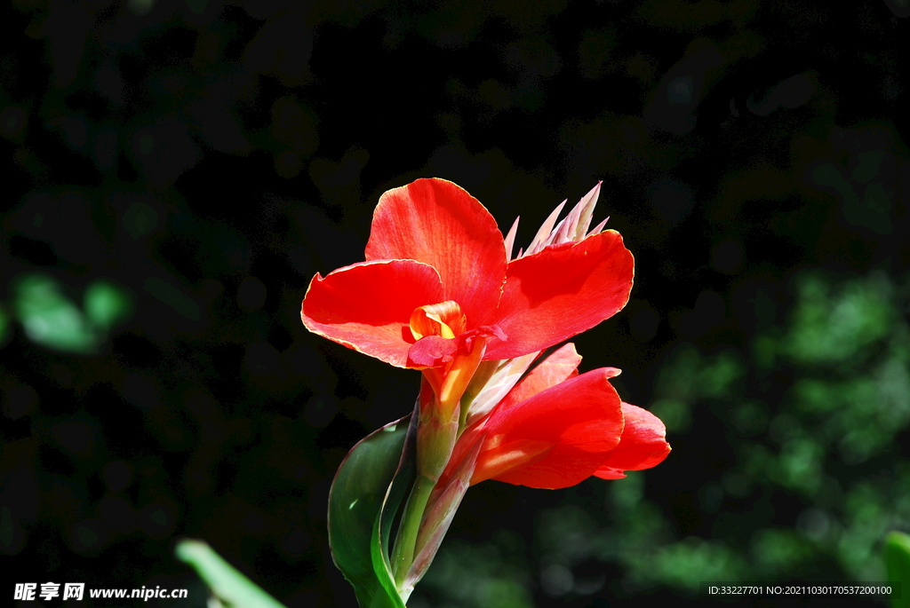 花