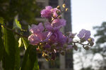 粉紫色热带花