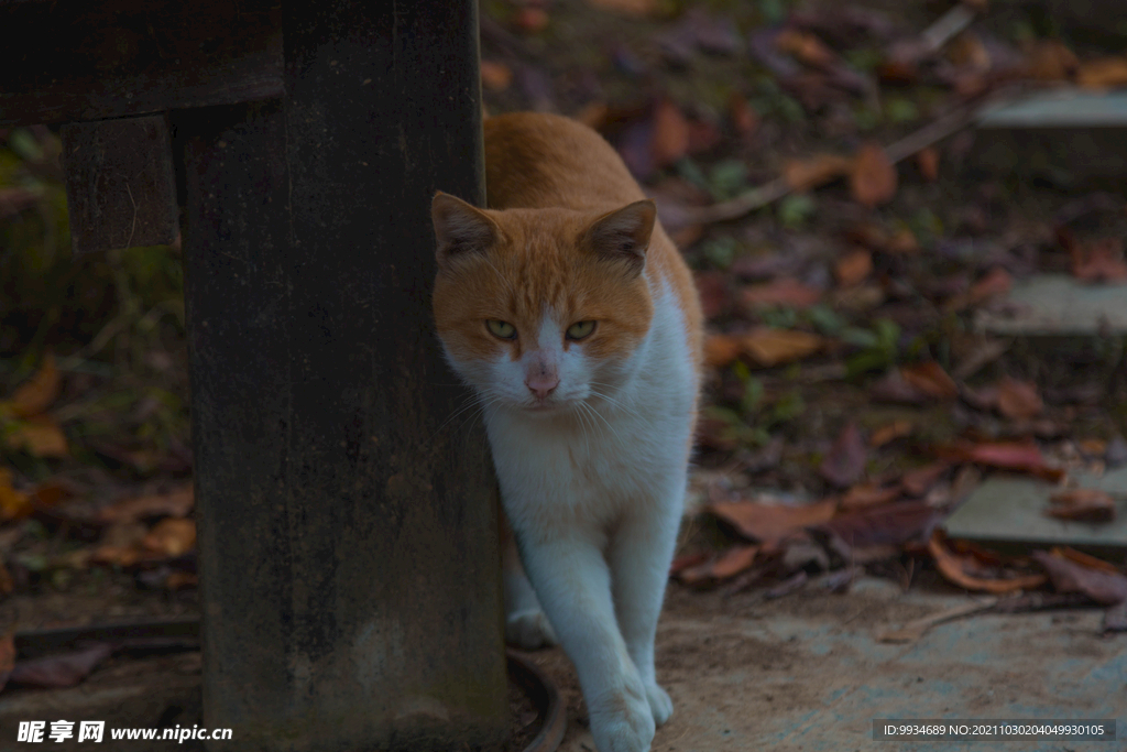 流浪猫