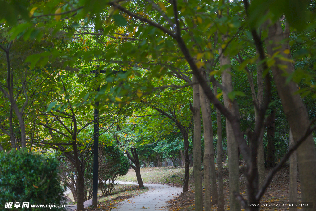 林间小路