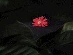红花