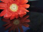 红花