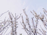 梨花杏花
