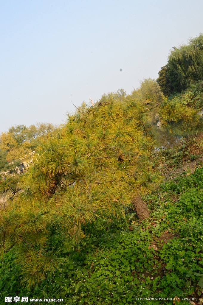 彩叶风景 