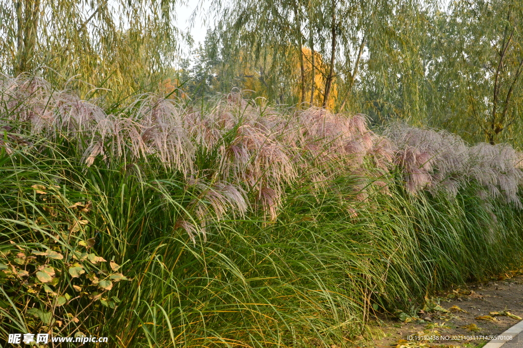 芒草风景