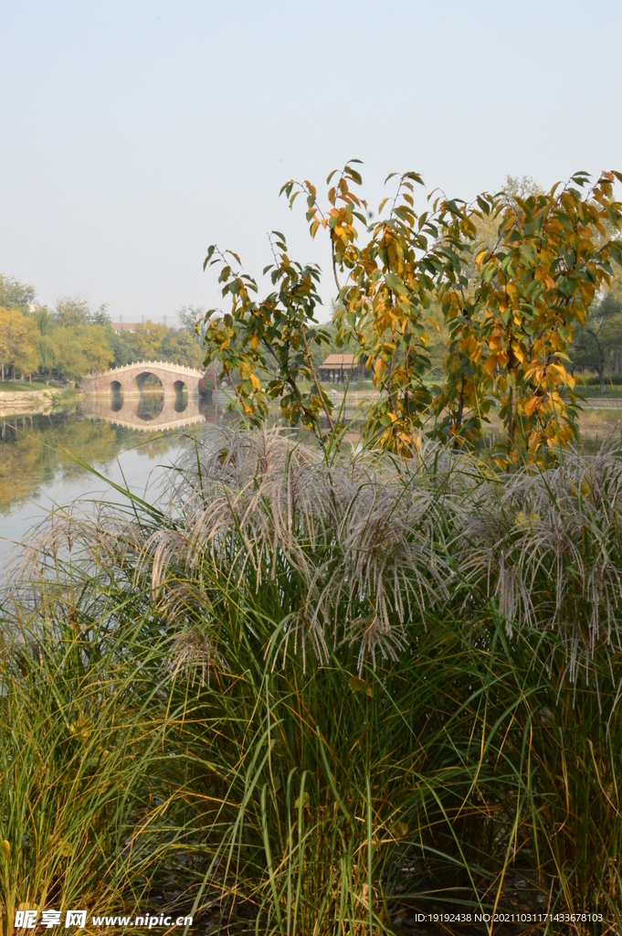 芒草风景