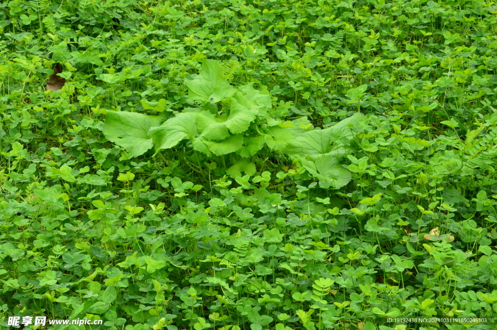 园林花草