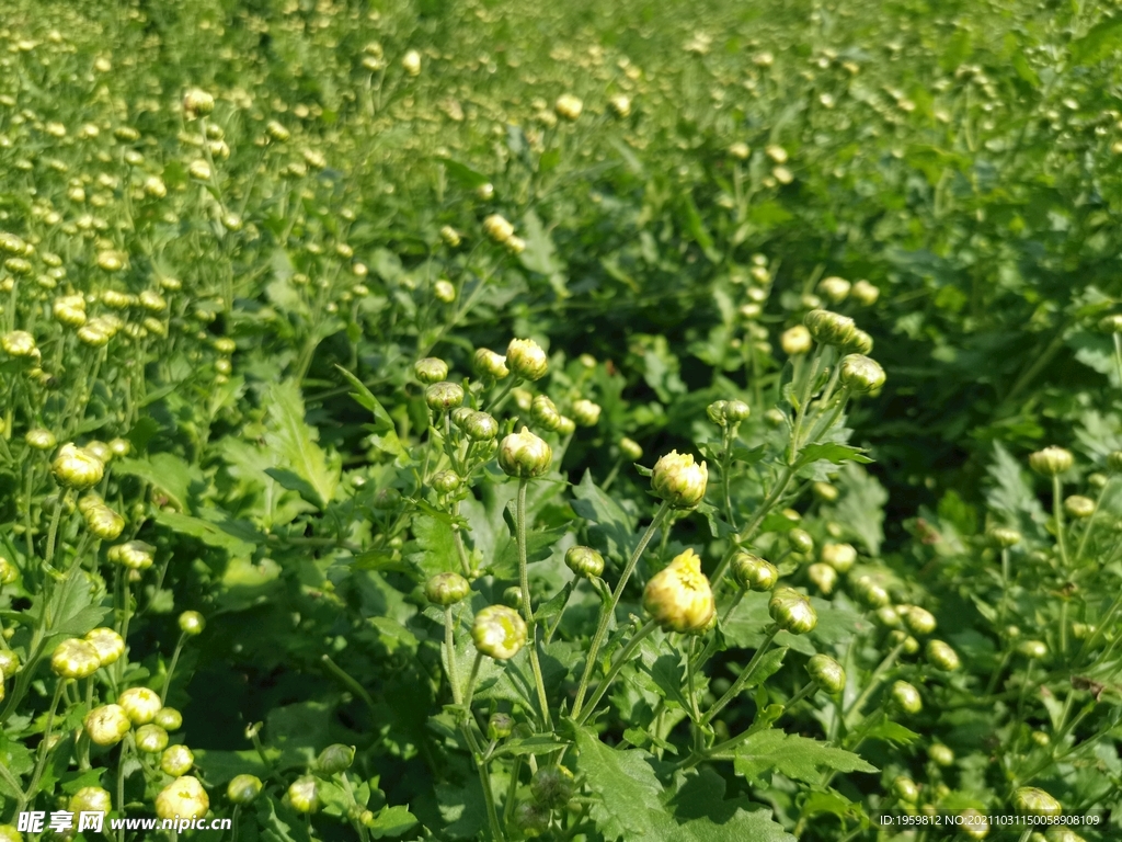 杭白菊 