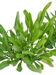 绿植小草