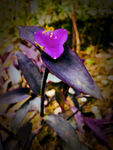 紫色花开富贵