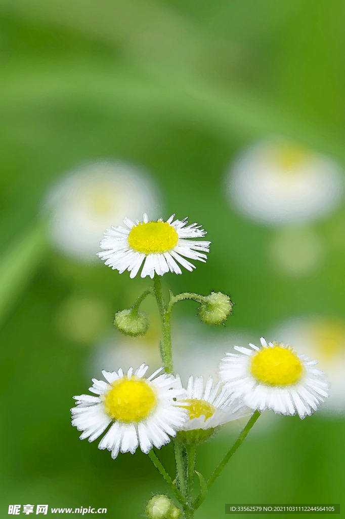 一年蓬菊花