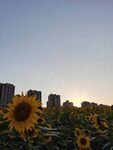 夕阳下的向日葵