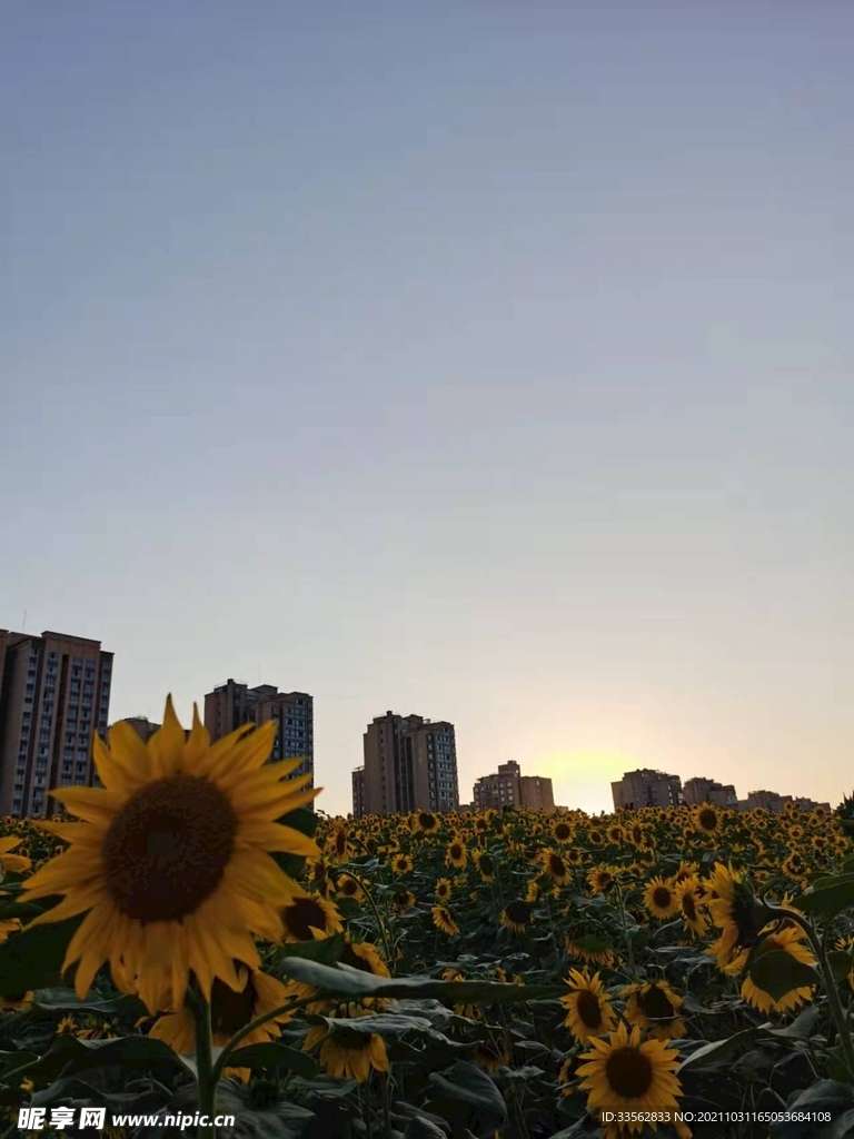 夕阳下的向日葵