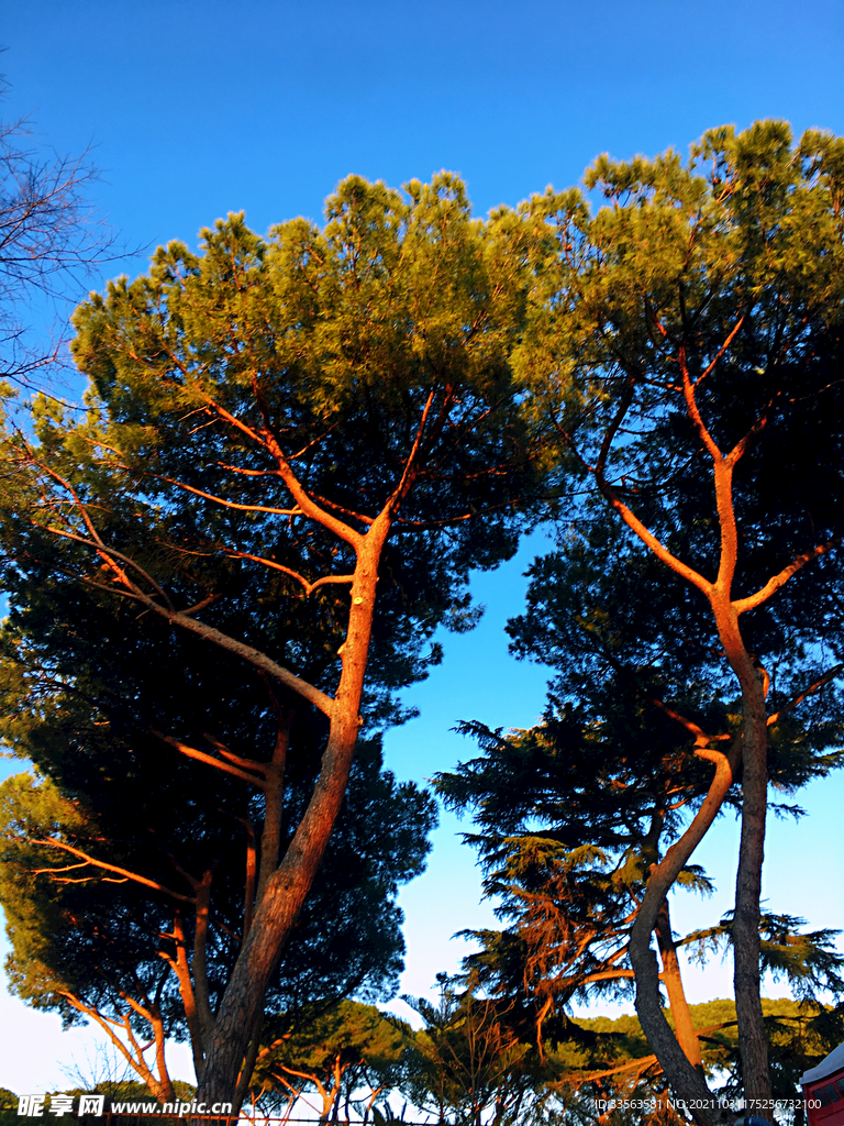 地中海松树