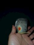 鹦鹉