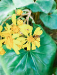 小野花