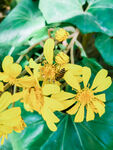 小花