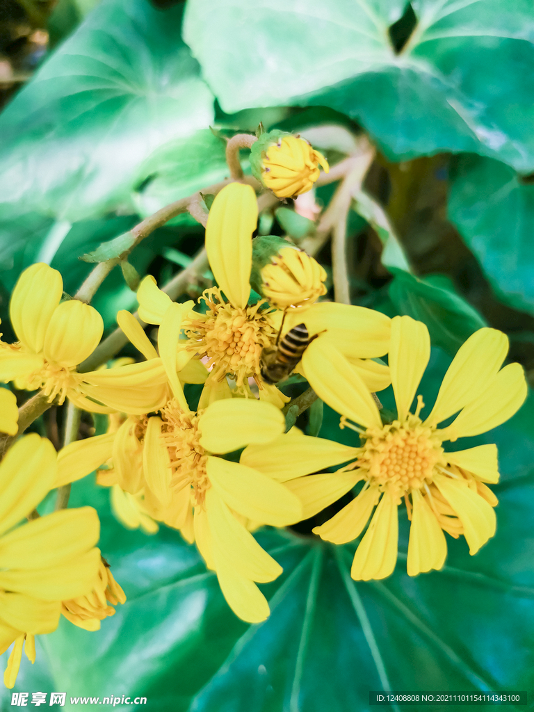 小花