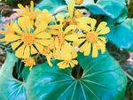 小花