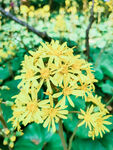 小黄花