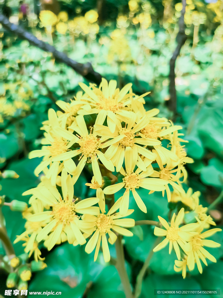 小黄花