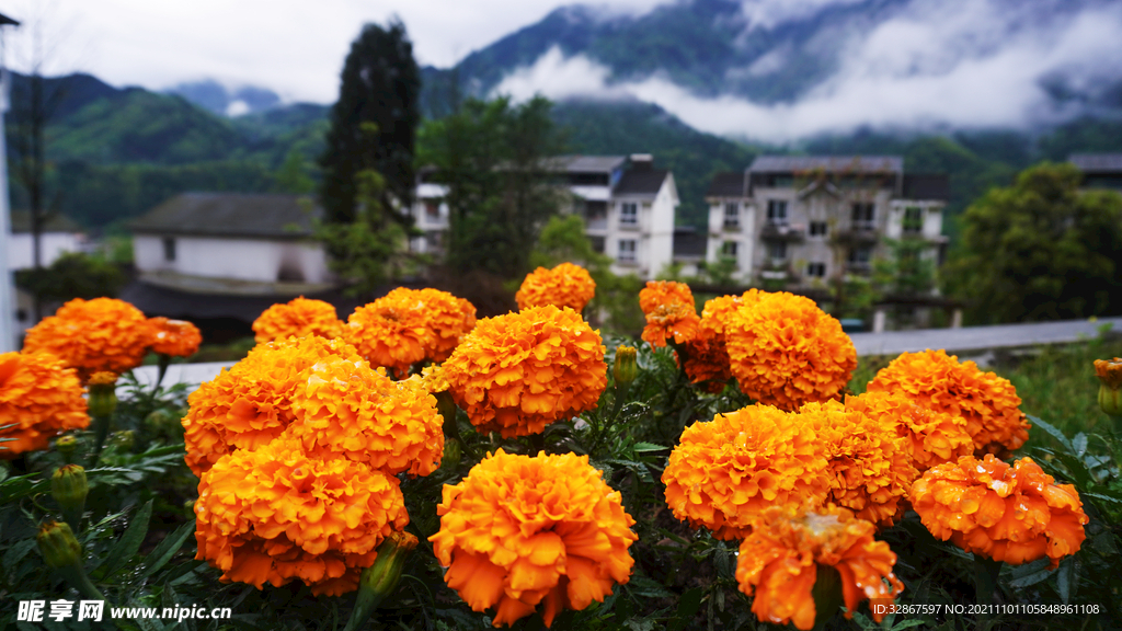 旅游景区路边盛开的菊花