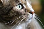宠物短毛猫 