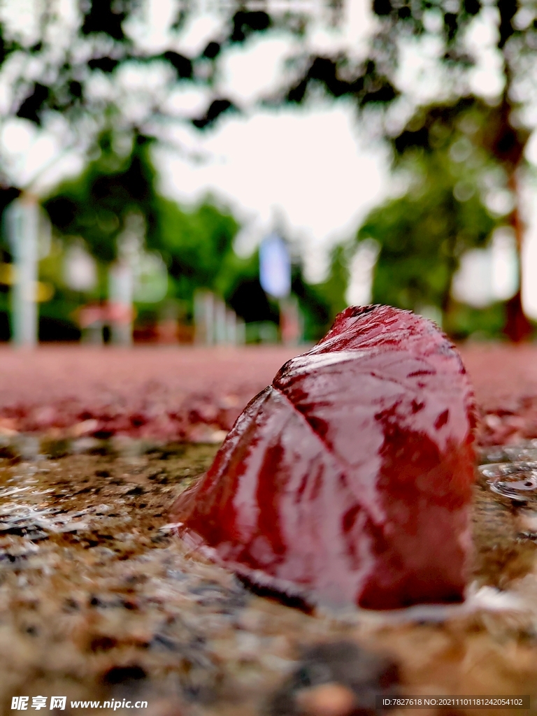 雨后落叶