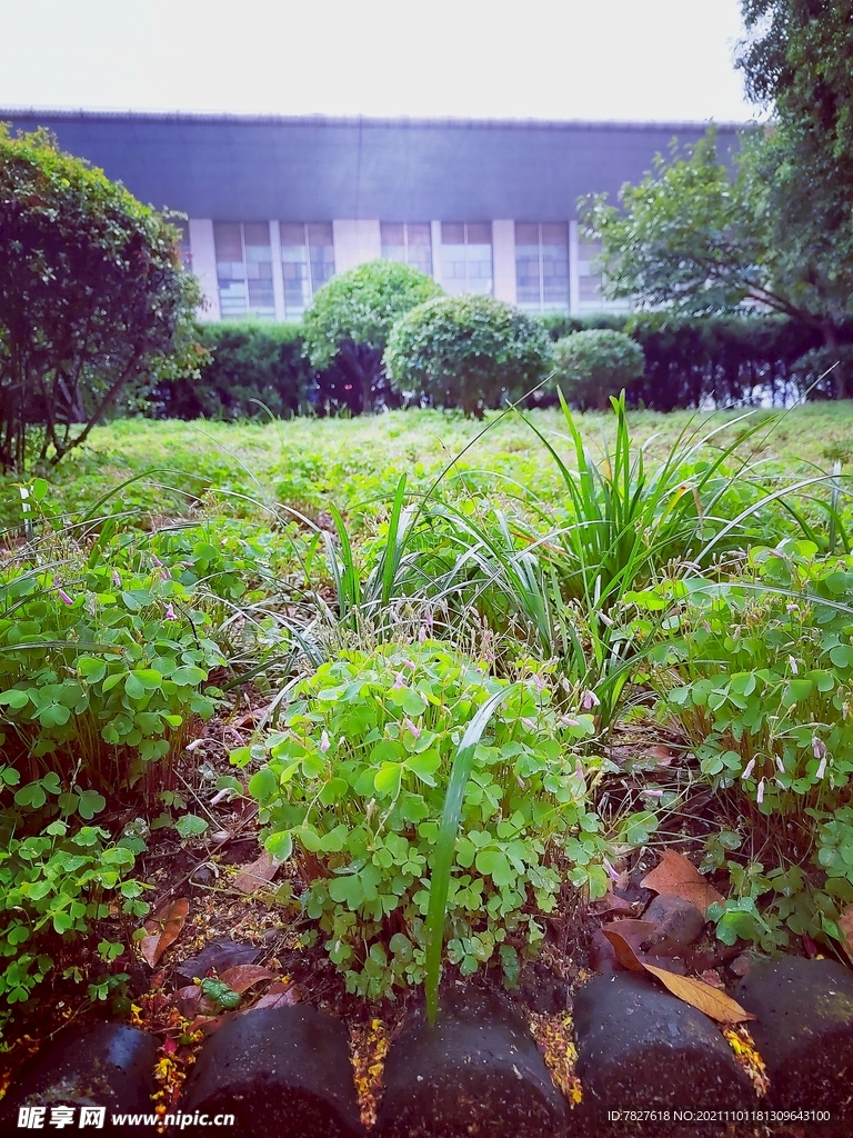 雨后草地