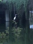 鸟类
