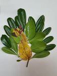 树叶画孔雀