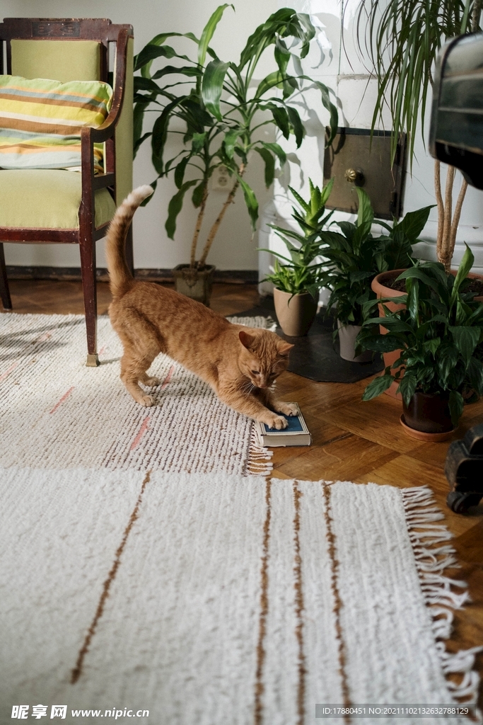 橘猫
