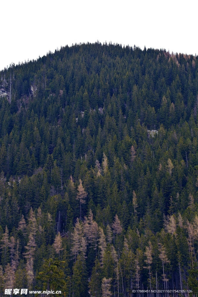 山林