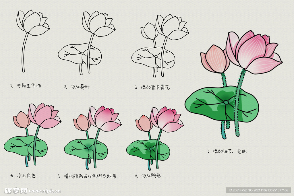 荷花画画教程