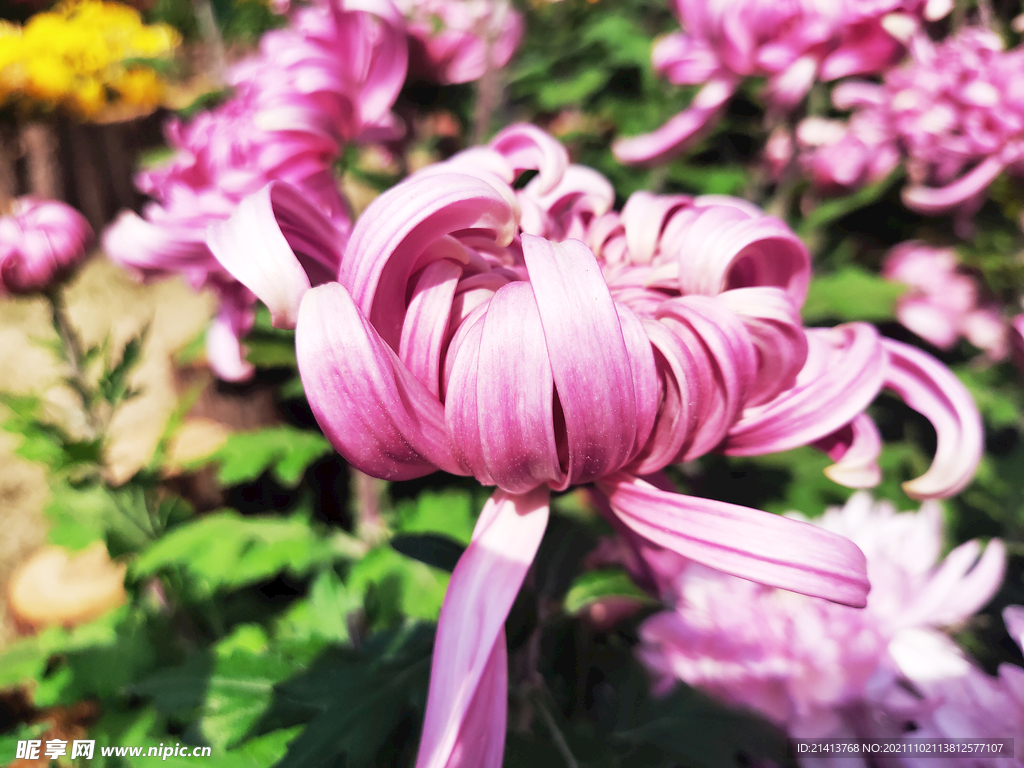 菊花花朵花卉 