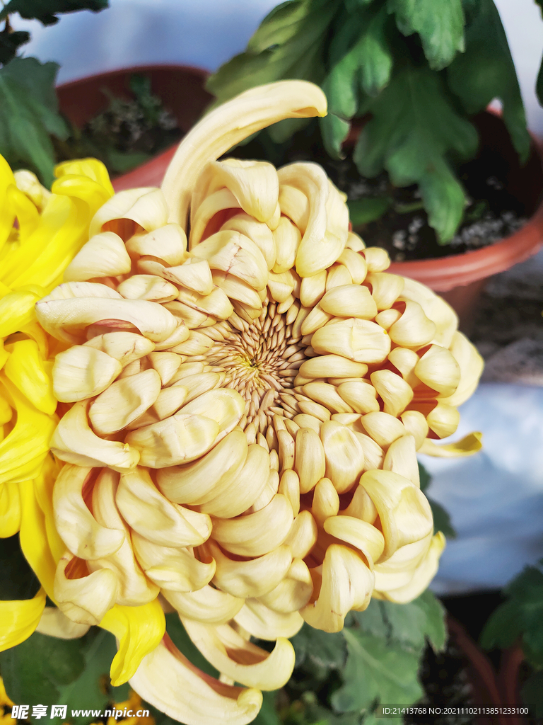 菊花花朵花卉