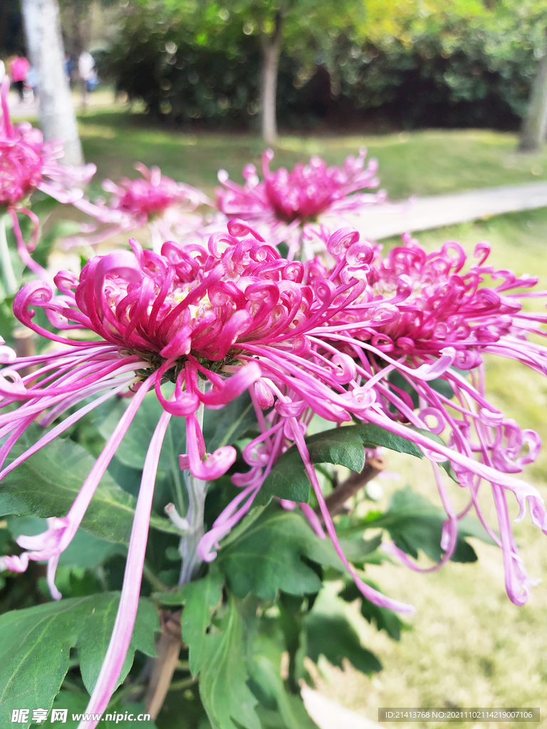 菊花花朵花卉 