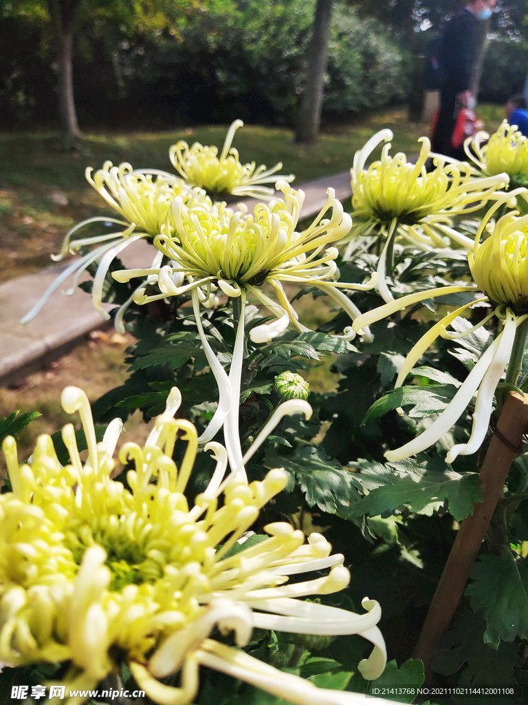 菊花花朵花卉 